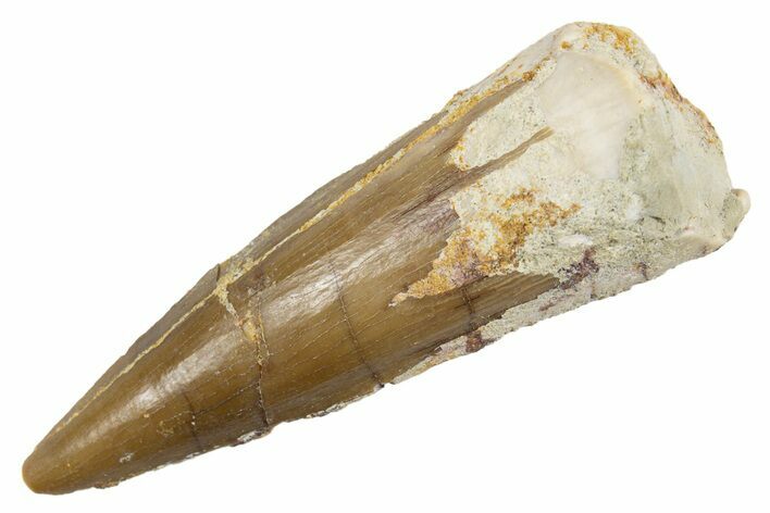 Juvenile Fossil Spinosaurus Tooth - Real Dinosaur Tooth #345874